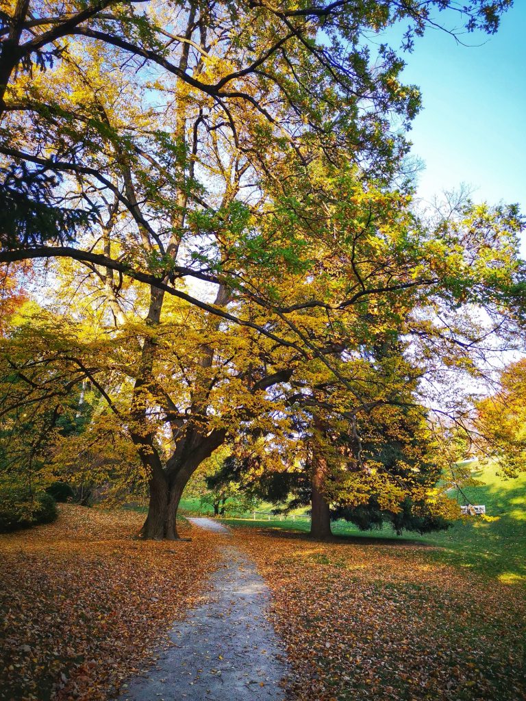 Herbst im Park