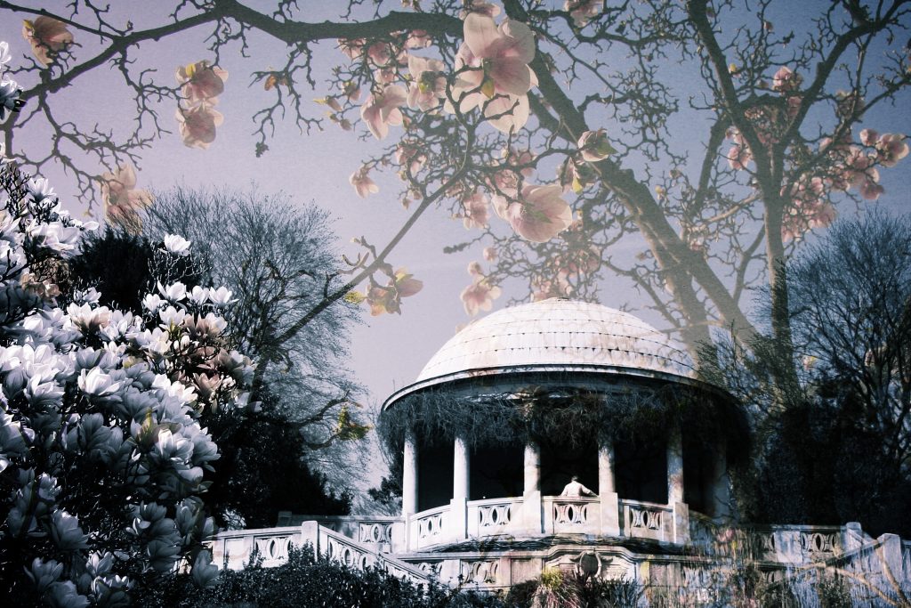 Magnolien